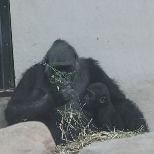 Gorilla with young