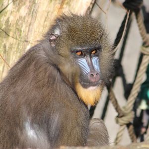 Mandrill