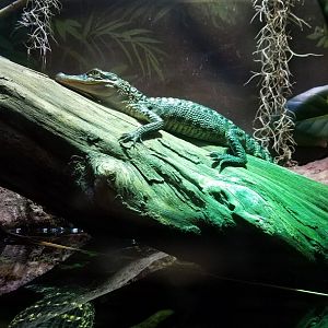 Baby American Alligator (Alligator mississippiensis)