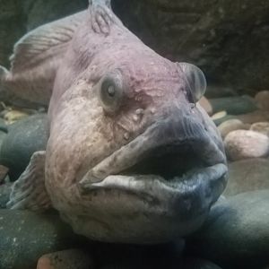Spotted Wolffish (Anarhichas minor)