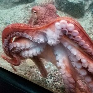 Giant Pacific Octopus (Enteroctopus dofleini)