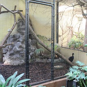Bali myna - Trumpeter aviary