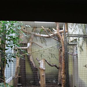 Thick-billed parrot aviary