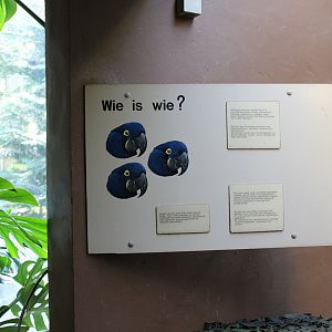 Hyacinthine macaw ID-sign