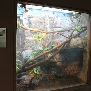 Enclosure Green tree python