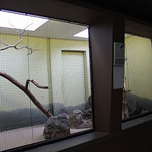 Gouldian finch aviary