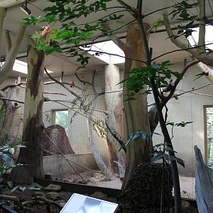 Aviary Western galah