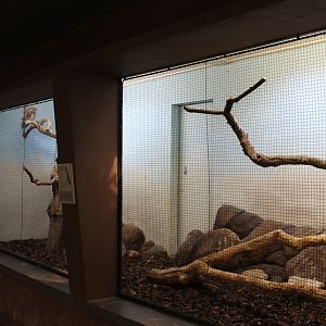 Aviary Tawny frogmouth