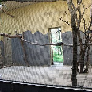 Blue-winged kookaburra - Crested pigeon aviary