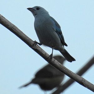 Blue Gray Tanager