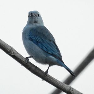 Blue Gray Tanager