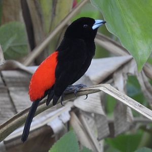 Cherrie's Tanager