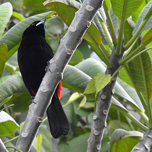 Cherrie's Tanager