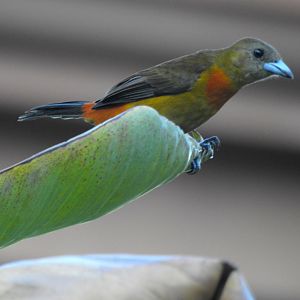 Cherrie's Tanager