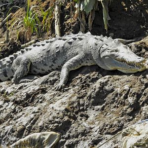 American Crocodile