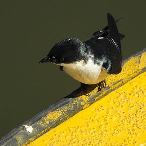 Mangrove Swallow