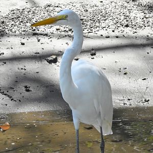 Great Egret