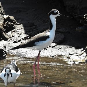 Black Necked Stilt