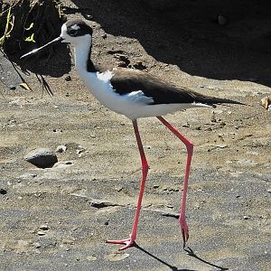 Black Necked Stilt