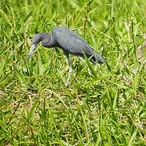 Tricolored Heron