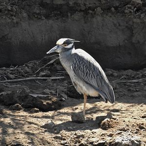 Yellow Crowned Night Heron