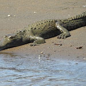 American Crocodile