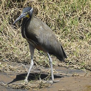 Bare Throated Tiger Heron