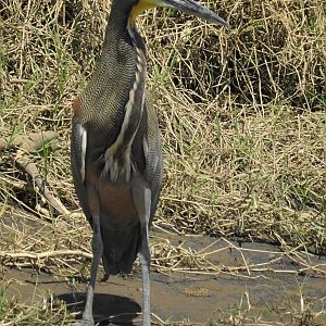 Bare Throated Tiger Heron