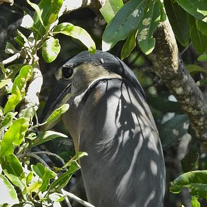 Boat Billed Heron