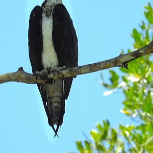 Osprey