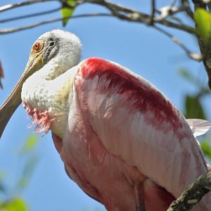 Roseate Spoonbill