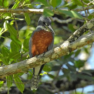 Ringed Kingfisher