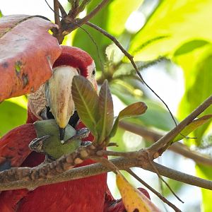 Scarlet Macaw