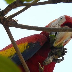 Scarlet Macaw