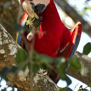 Scarlet Macaw