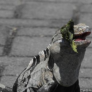Black Iguana