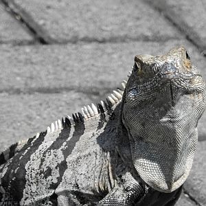 Black Iguana