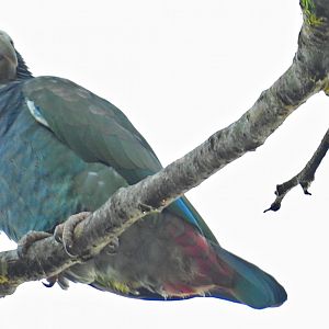White Crowned Parrot