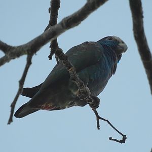 White Crowned Parrot