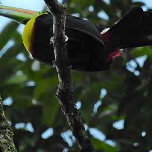 Keel Billed Toucan