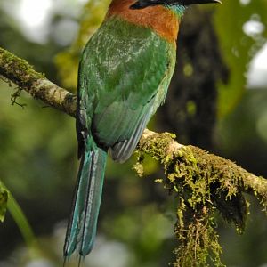 Broad Billed Motmot