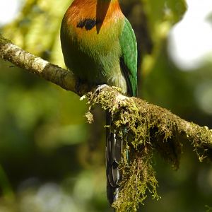 Broad Billed Motmot