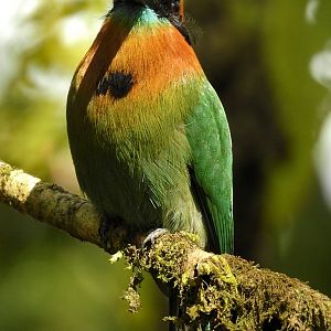 Broad Billed Motmot