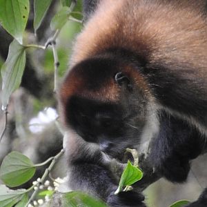 Geoffroy's Spider Monkey