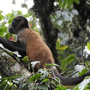 Geoffroy's Spider Monkey