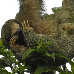 Brown Throated Three Toed Sloth