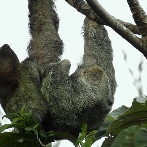 Brown Throated Three Toed Sloth