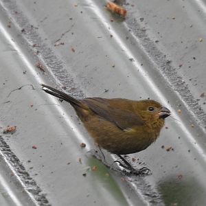 Thick Billed Seedeater