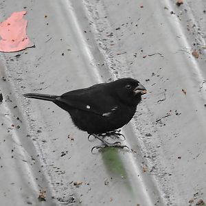 Thick Billed Seedeater