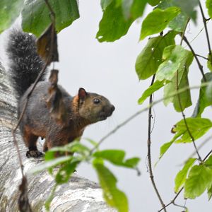 Variegated Squirrel (ssp?)